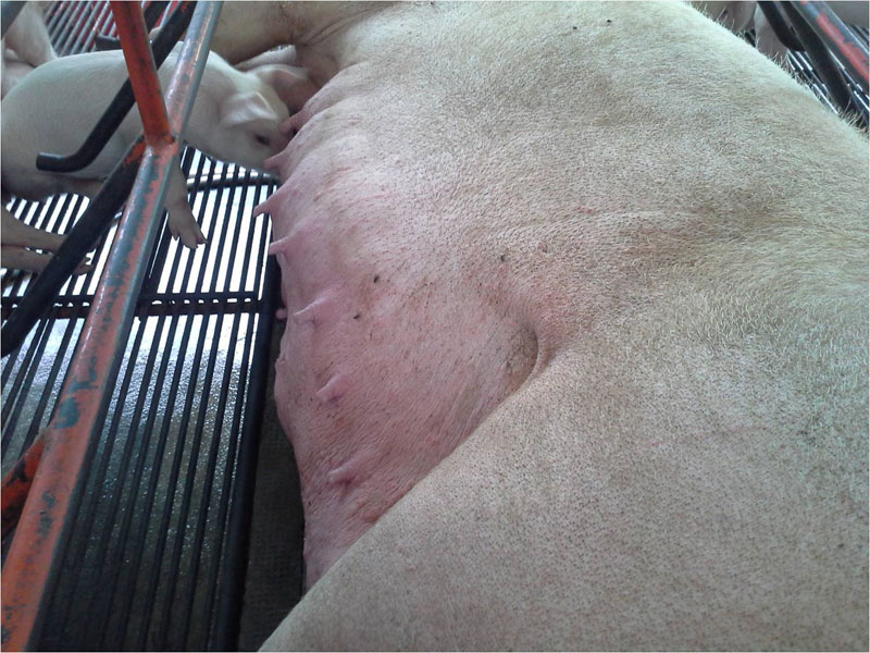 Farrowing Management (Part 3)