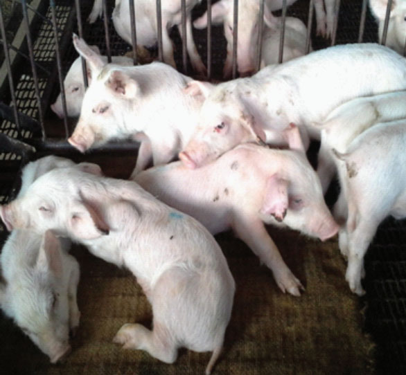 PRDC: A challenge for Pig Farm (Part 2)