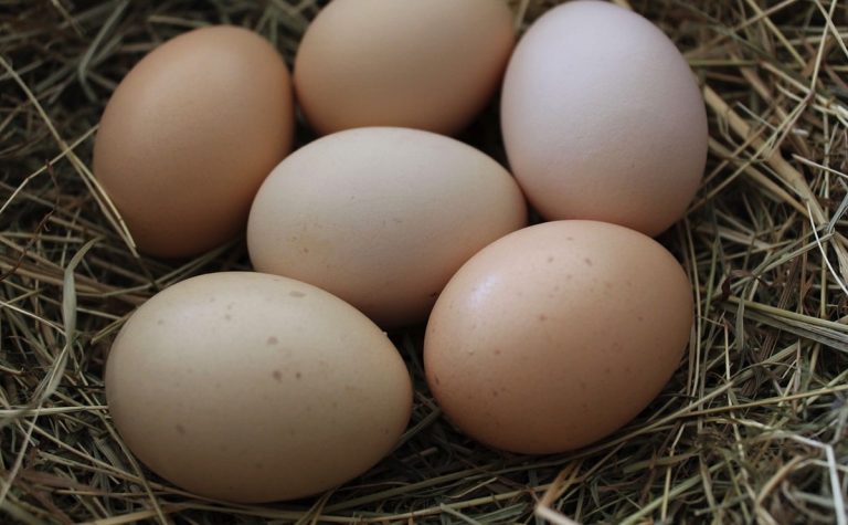 Những lý do phổ biến khiến gà ngưng đẻ trứng