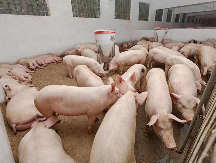 Veterinary medicine company APA: Controlling the environment of the pig