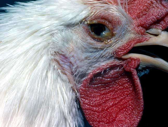 Short notes on Chronic Respiratory Disease (CRD) in Poultry