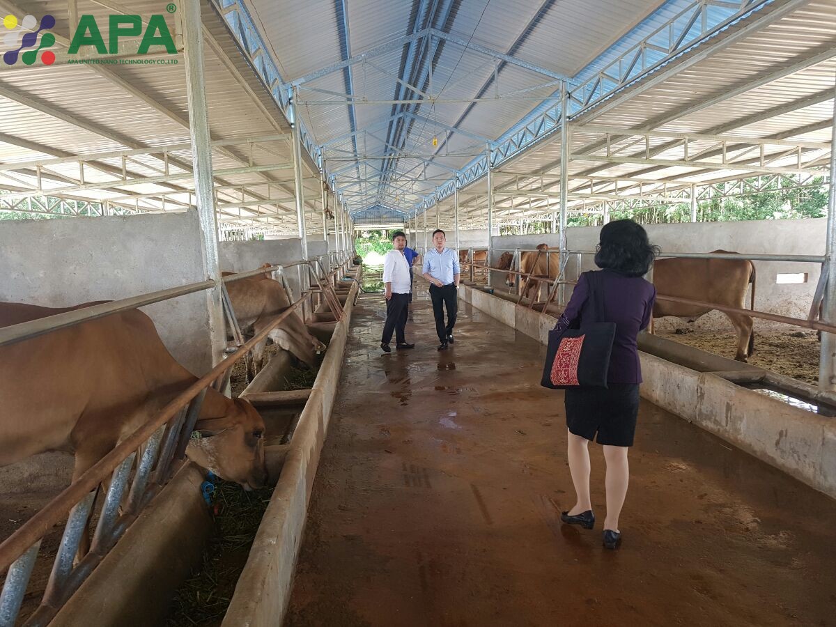 Hoạt động hỗ trợ kỹ thuật chăn nuôi trại cho khách hàng tại Campuchia tháng 8/2016