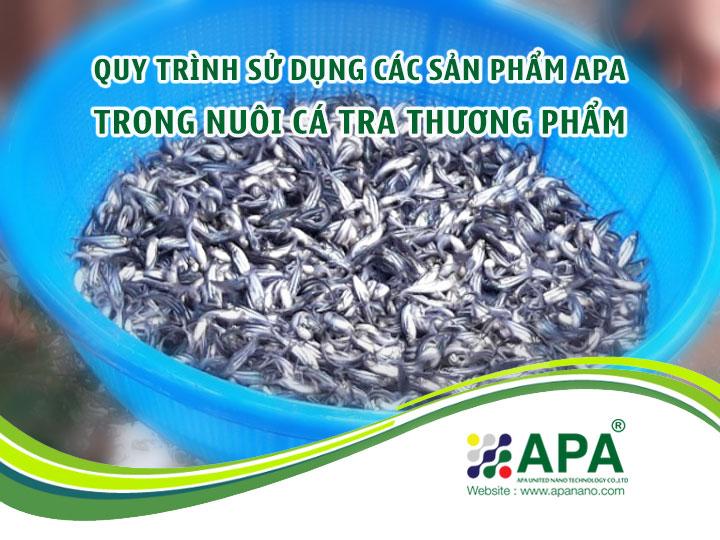 Quy trình sử dụng sản phẩm APA trong Nuôi Cá Tra Thương Phẩm (Phần 1)
