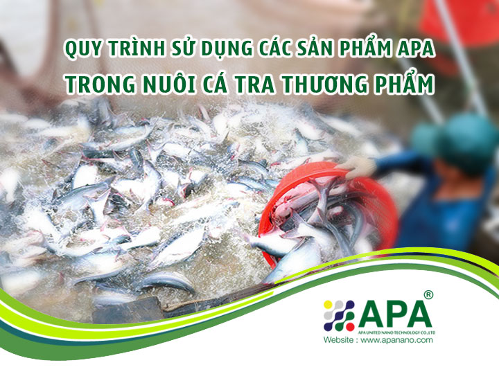 Quy trình sử dụng sản phẩm APA trong Nuôi Cá Tra Thương Phẩm (Phần 2)