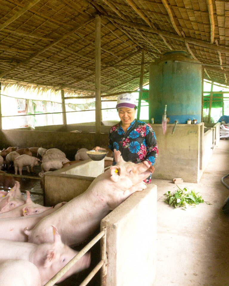 Bến Tre: Mô hình chăn nuôi Heo ngoại theo hướng An Toàn Sinh Học