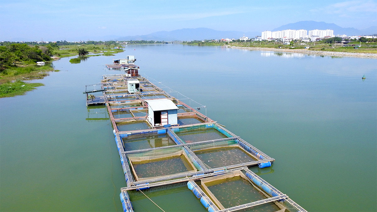 Nam Trung Bộ: Chủ động ứng phó, hạn chế thiệt hại cho Nuôi Thủy Sản Lồng Bè mùa mưa lũ