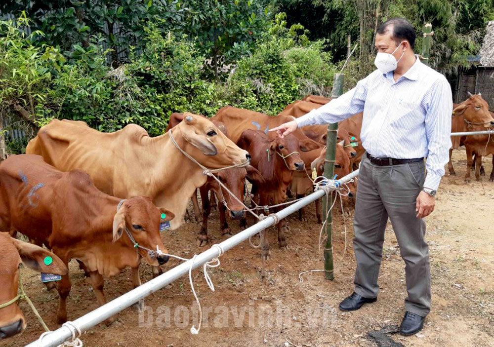 Trà Vinh: Tăng cường quản lý, kiểm soát đàn vật nuôi sau dịch bệnh